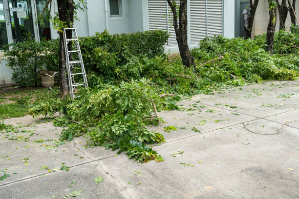 Emergency Storm Tree Removal in Daleville, VA